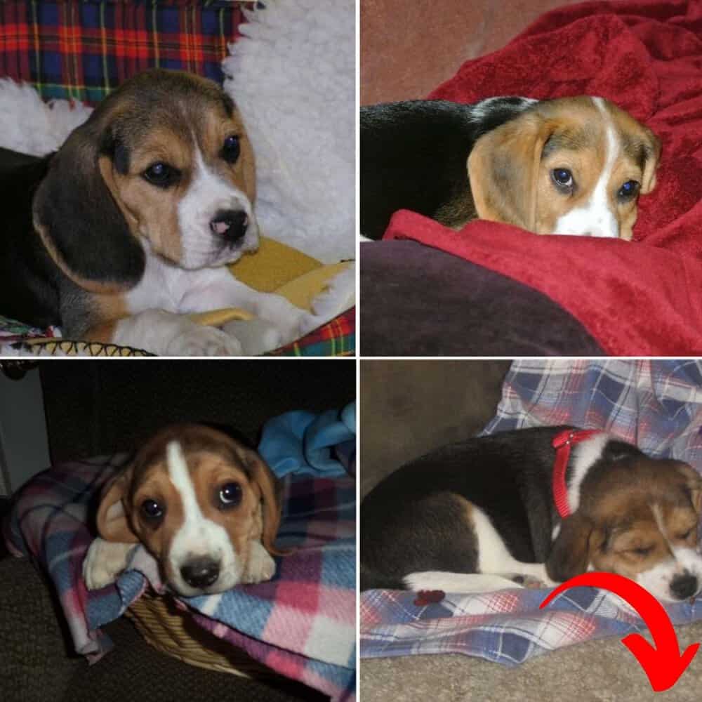 Heartwarming Puppy Slumber A Reminder To Cherish Life’s Simple Joys