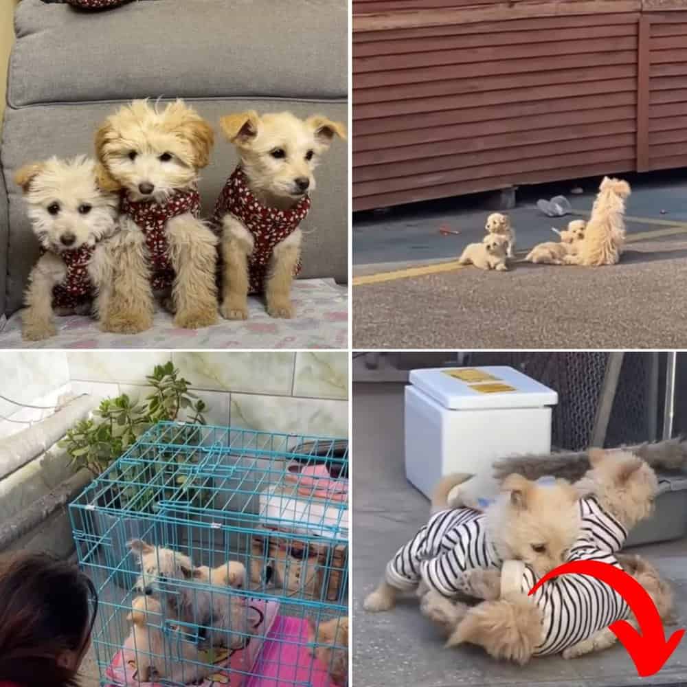 Heartwarming Rescue Stray Dog Leads Rescuer To Her Puppies