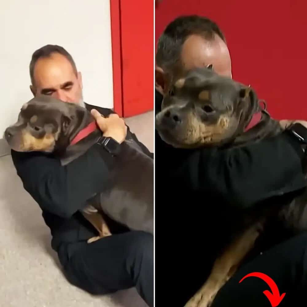 Heartwarming Reunion Emotional Man Finds Stolen Support Dog Dulce