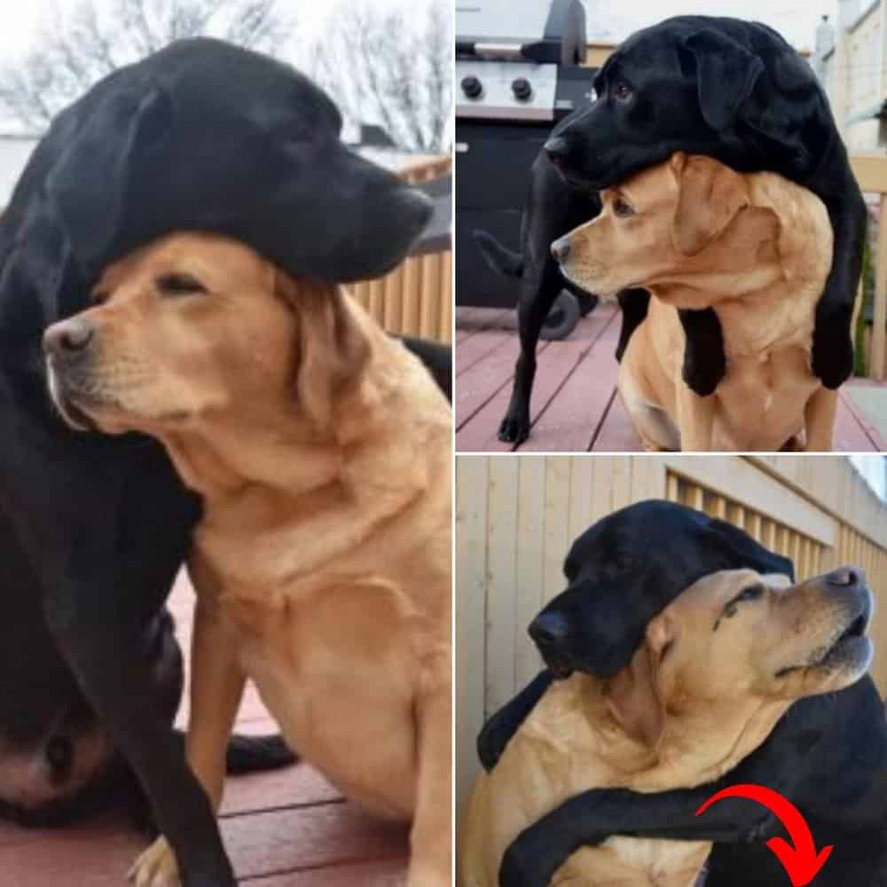 Heartwarming Reunion Lost Dogs Reconnect After 8 Months Apart