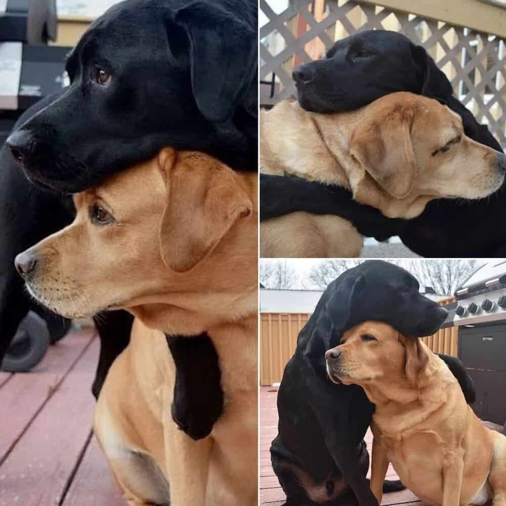 Heartwarming Reunion Of Elderly Dogs After 3 Years Captivates Millions