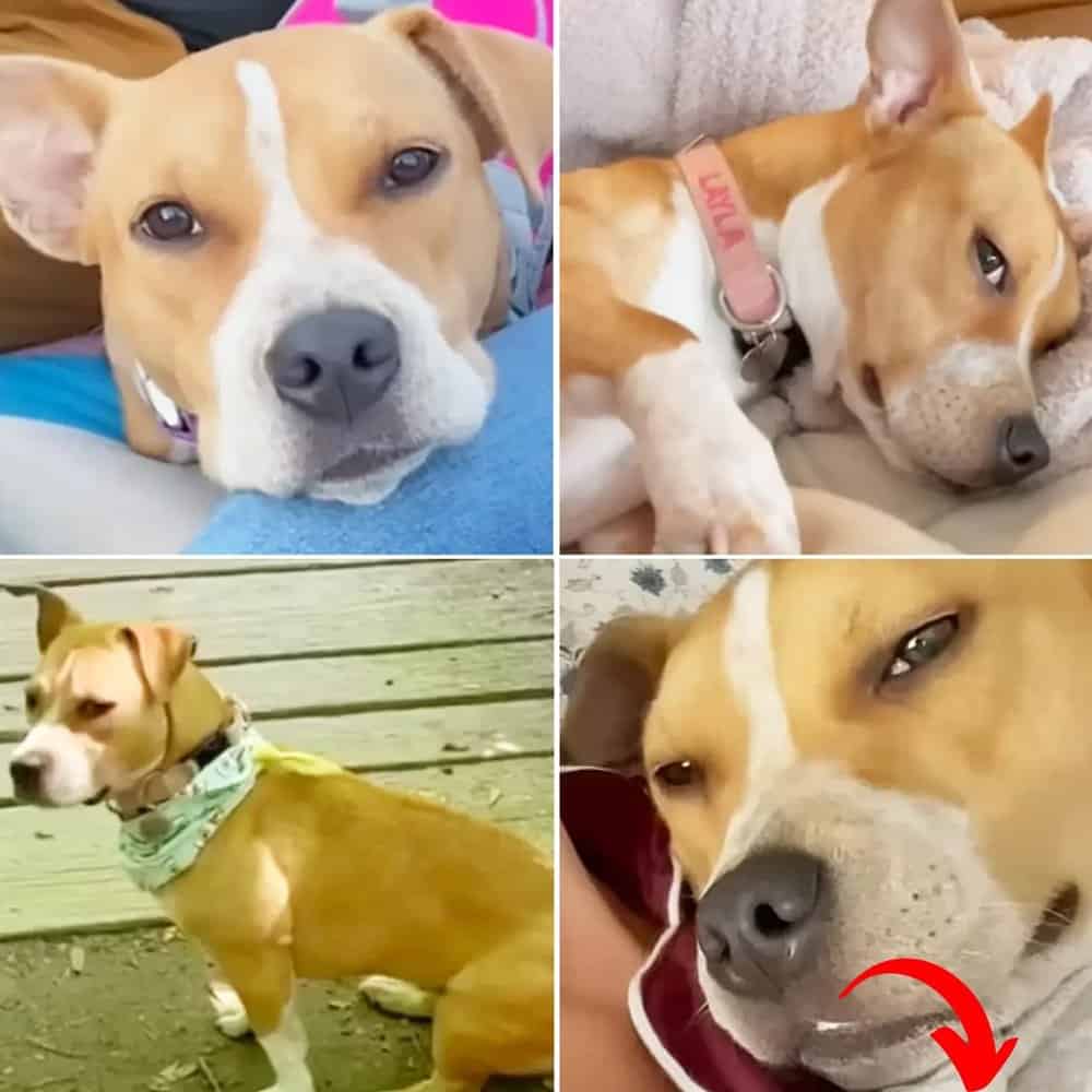 Heartwarming Tale Woman Rescues Abandoned Dog, Love Blossoms, And Lives Change