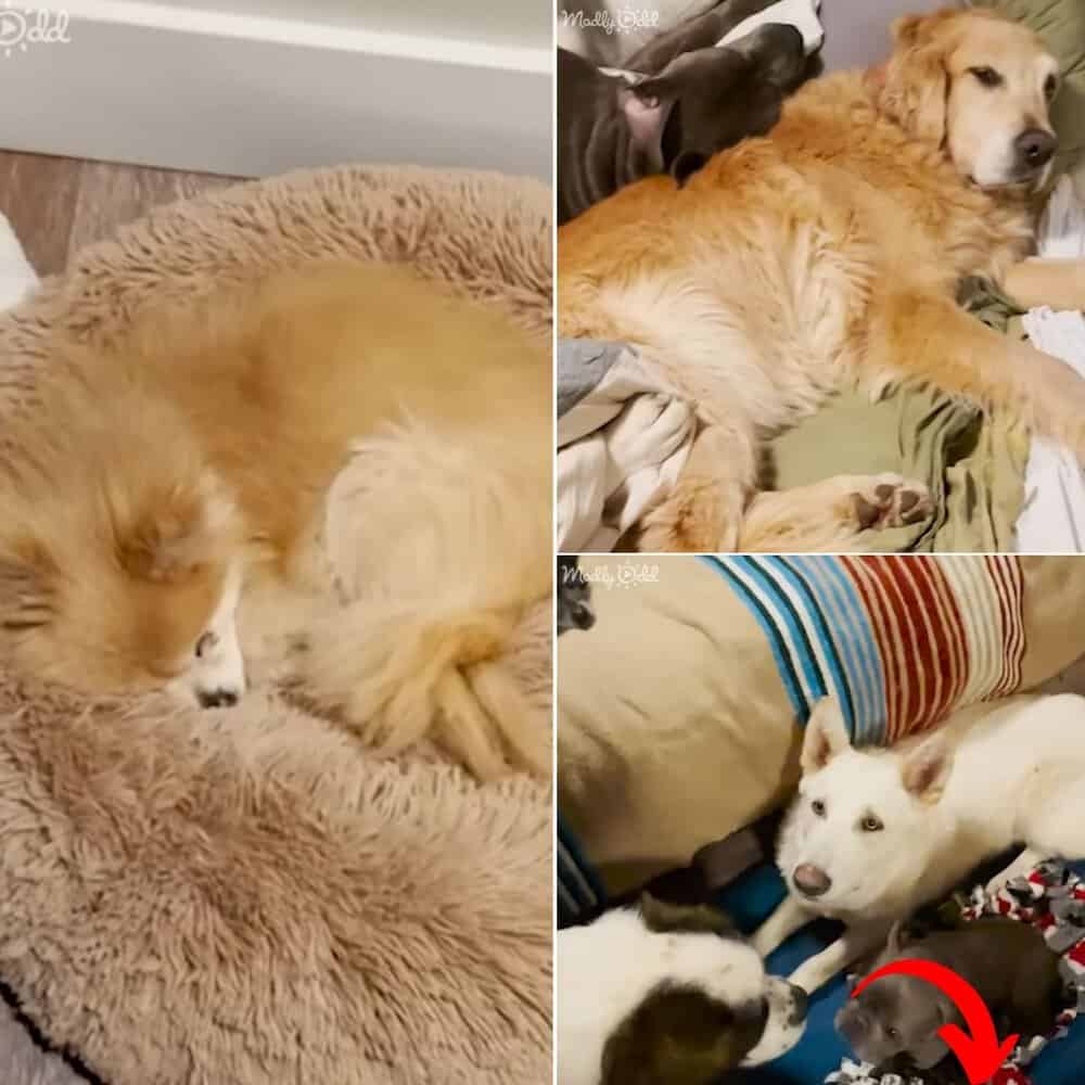 Heartwarming Video Reveals Rescued Dogs Finding Their Favorite Sleeping Spots