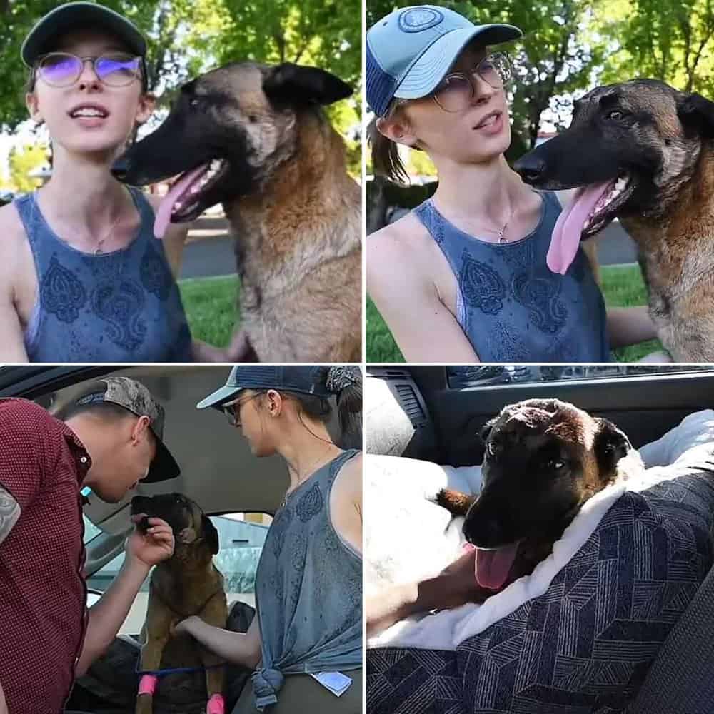 Heroic Dog Defends Owner From Mountain Lion Attack