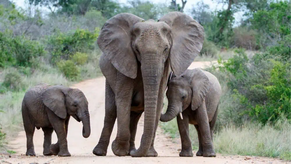 How Long Are Elephants Pregnant Daily Bb News