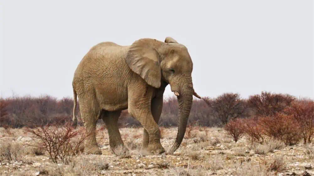 How Long Do Elephants Live Daily Bb News