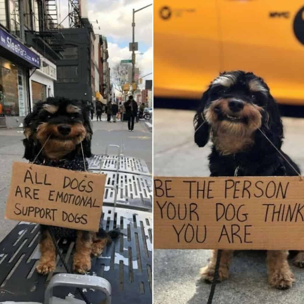 How To Treat Dogs Tips From A Beloved Instagram Pup