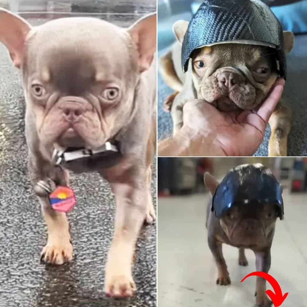 Innovative Helmet Design Transforms Life For Special Needs Dog