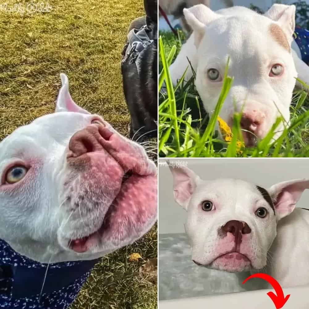 Jack A Heartwarming Journey Of Love And Resilience Across 3,000 Miles