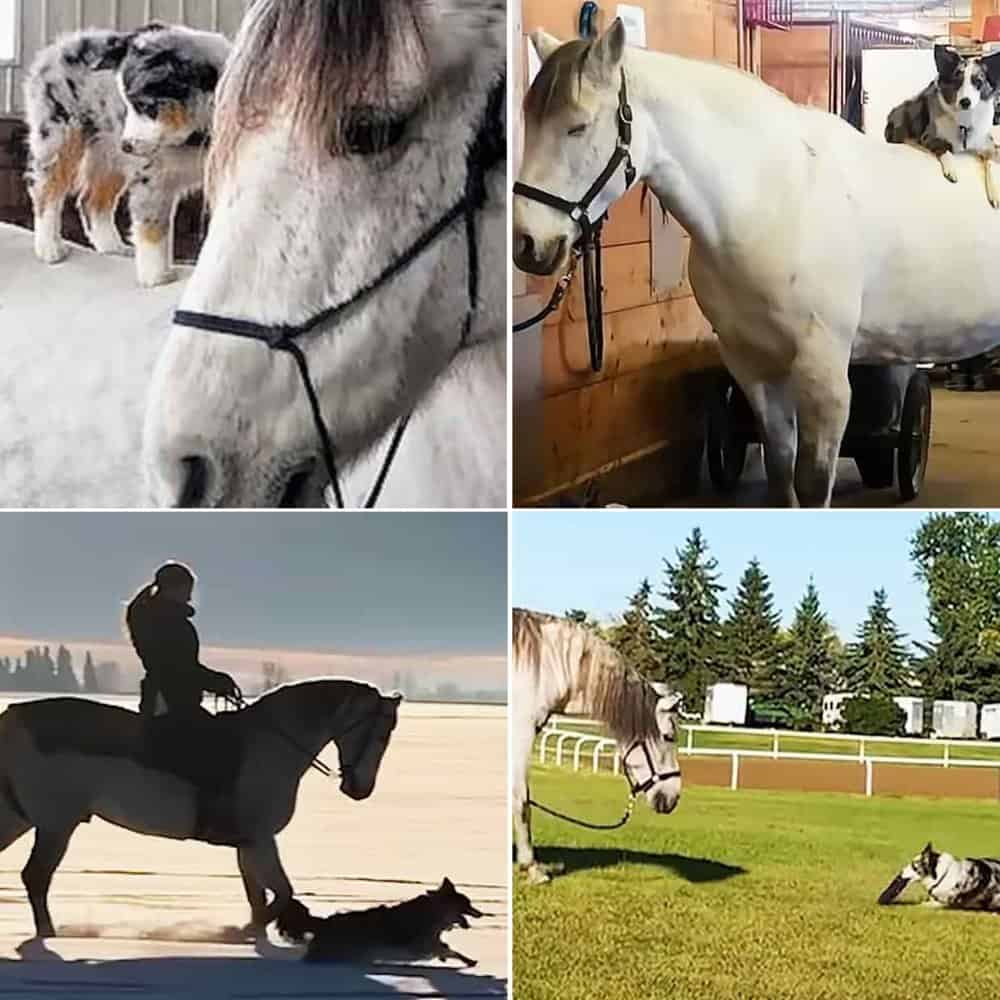 Joyful Dog And His Equine Friend Share Daily Rides