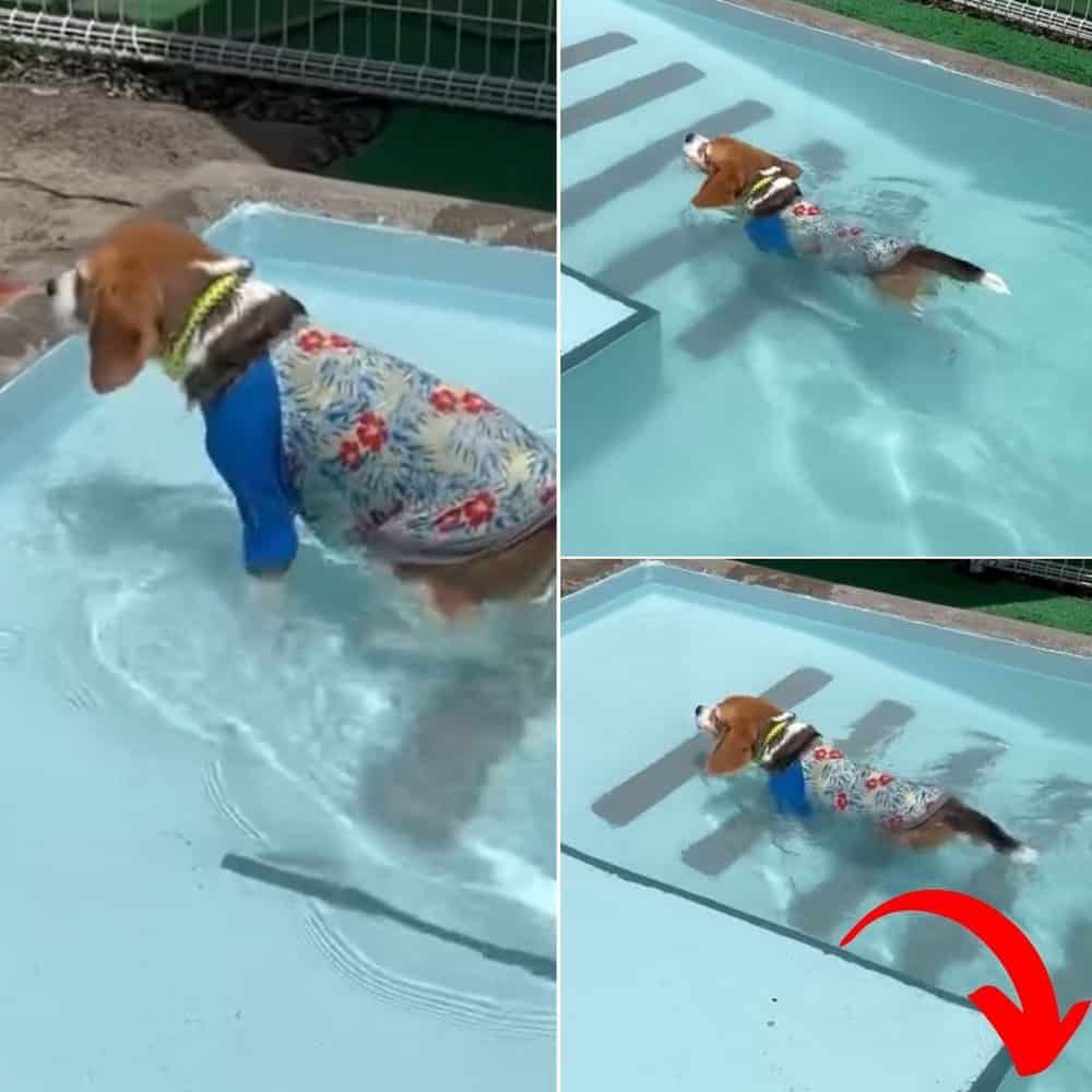 Joyful Summer Swim Beagle's Charming Water Adventur