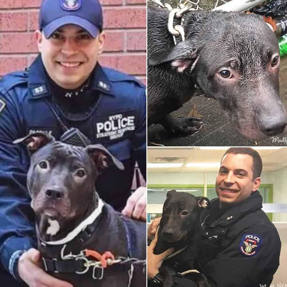 Kind Officer Rescues Abandoned Dog From The Rain