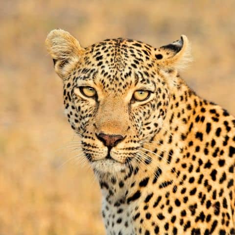 Leopard