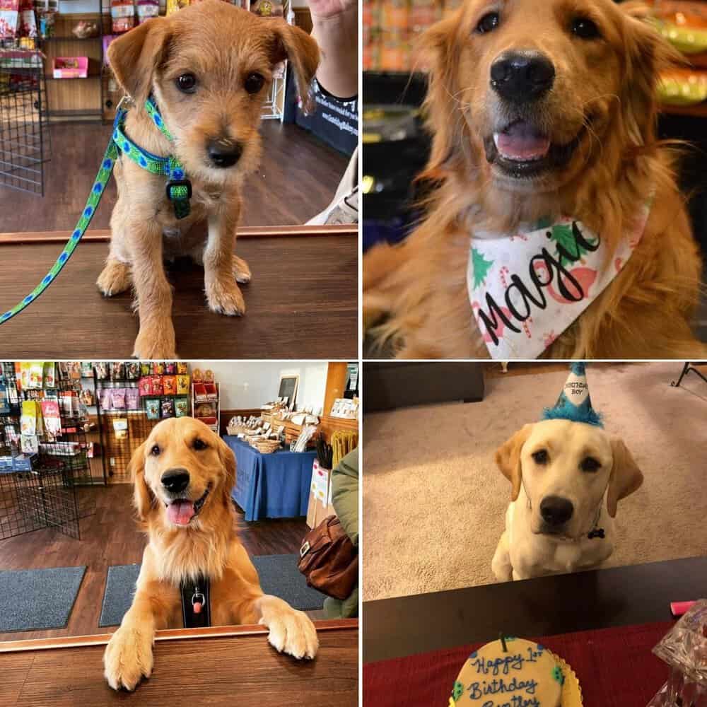 Max’s Belated Birthday A Tale Of Unfulfilled Expectations And Unexpected Joy