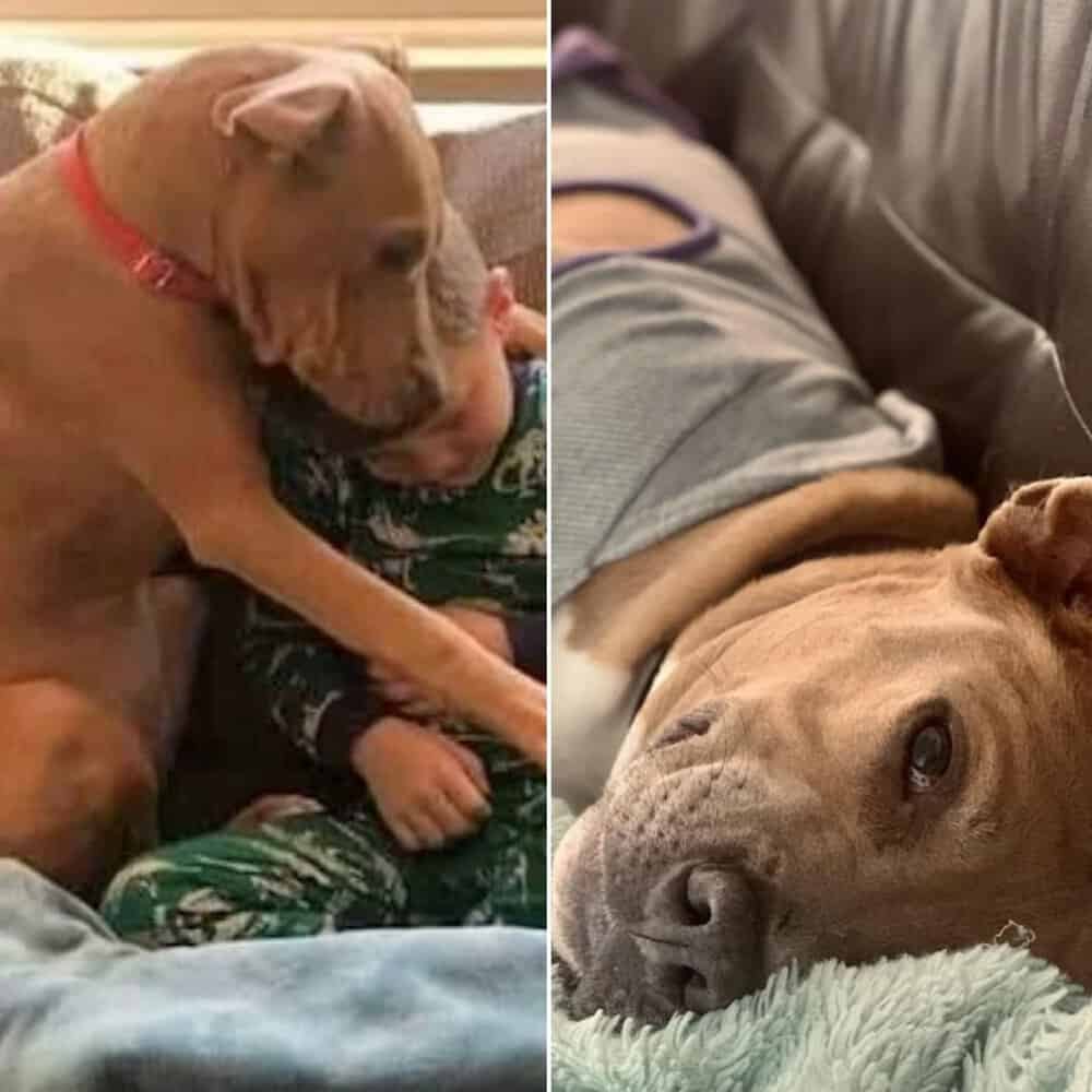 Max's First Night At Home The Joyful Adoption Moment That Warms Hearts