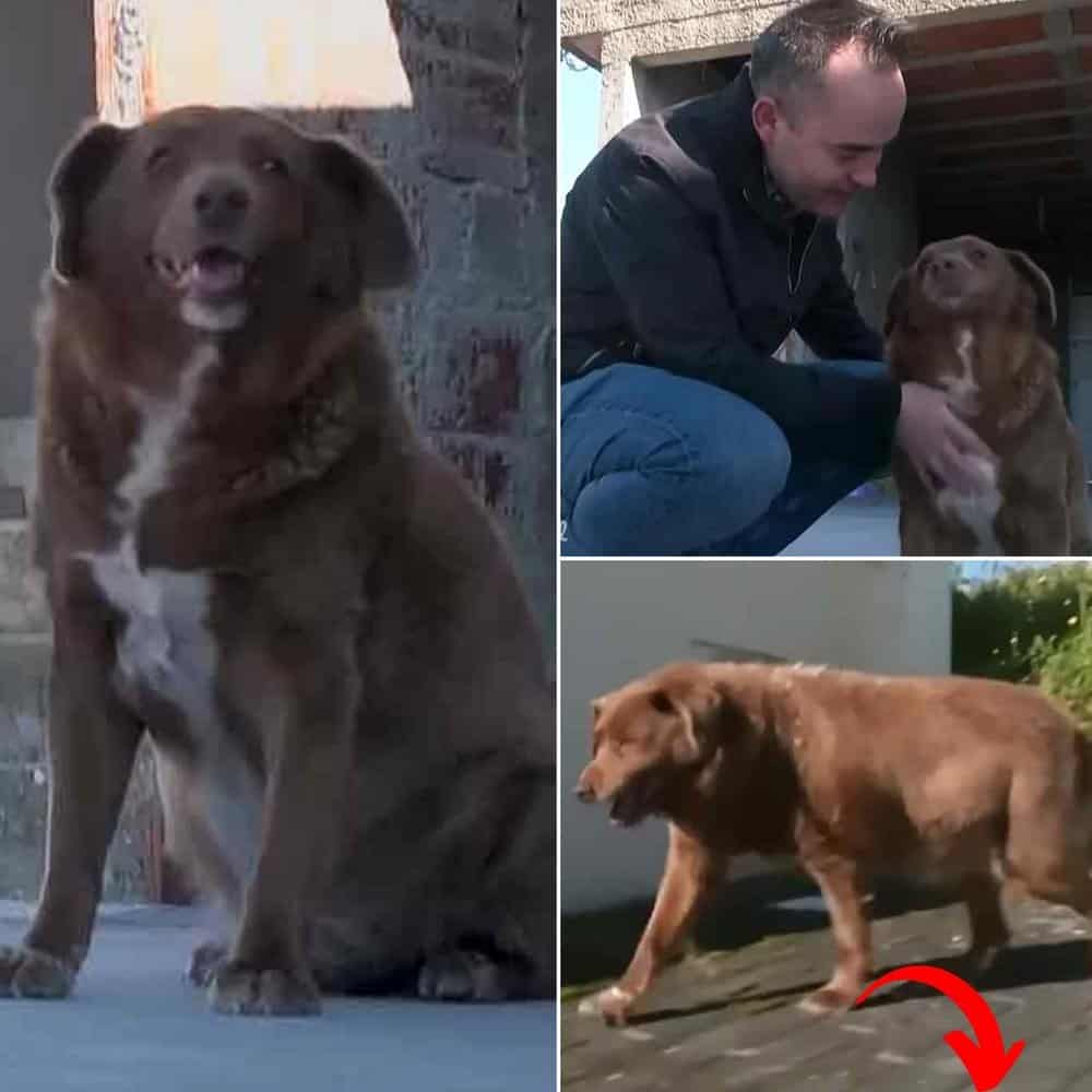 Meet Bobi The World’s Oldest Dog At 30 Years Old