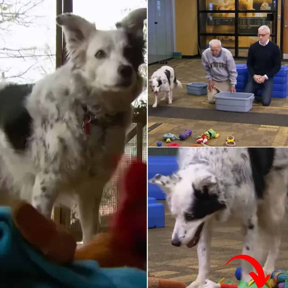 Meet Chaser The Border Collie Who Understands Over 1,000 Words