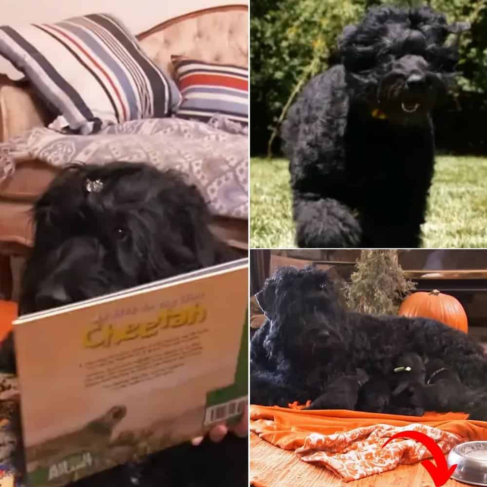 Meet Olive Black Russian Terrier Balances Motherhood And Therapy Sessions