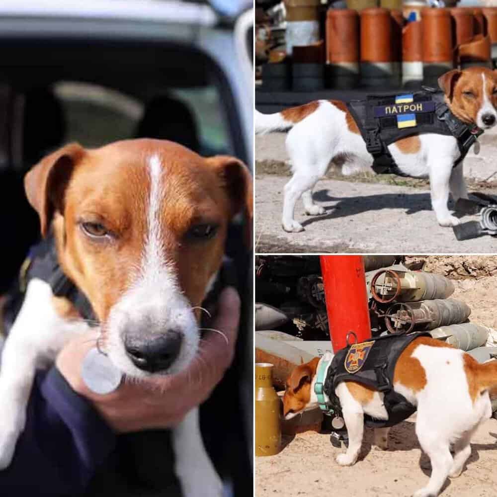 Meet Patron, Ukraine's Brave Bomb Sniffing Dog