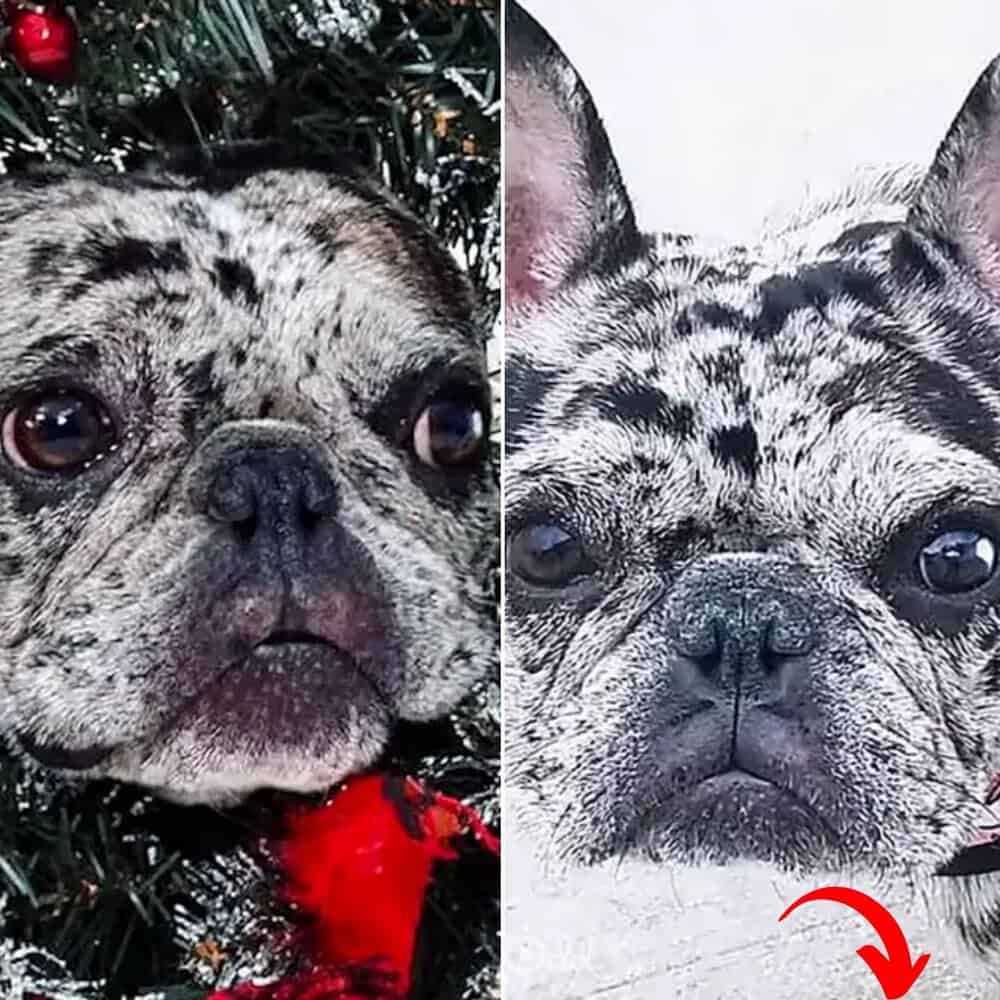 Meet Rory The Unstoppable French Bulldog Halloween Fashion Icon