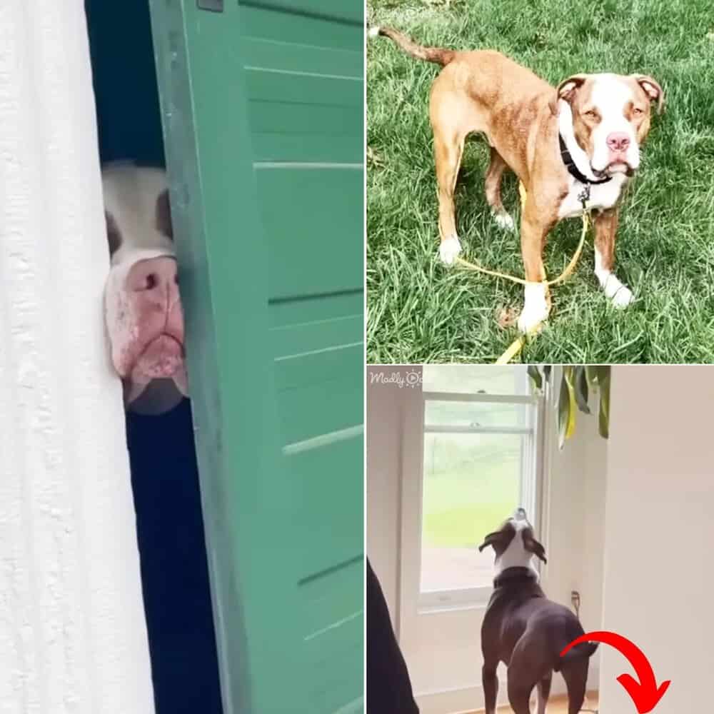 Meet Sid The Heartwarming Dog Who Turns Doorways Into Adventures