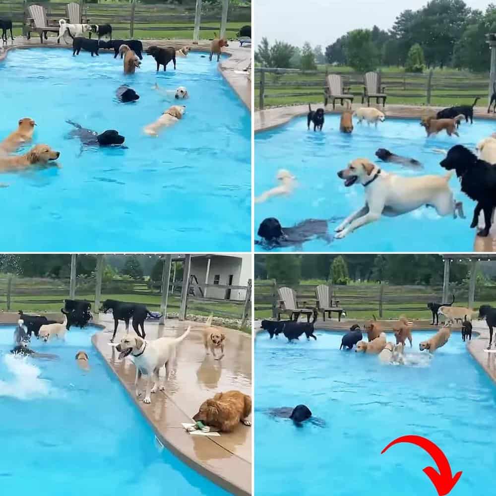 Michigan Doggy Daycare Turns Summer Into Splash Tacular Fun For 39 Pups