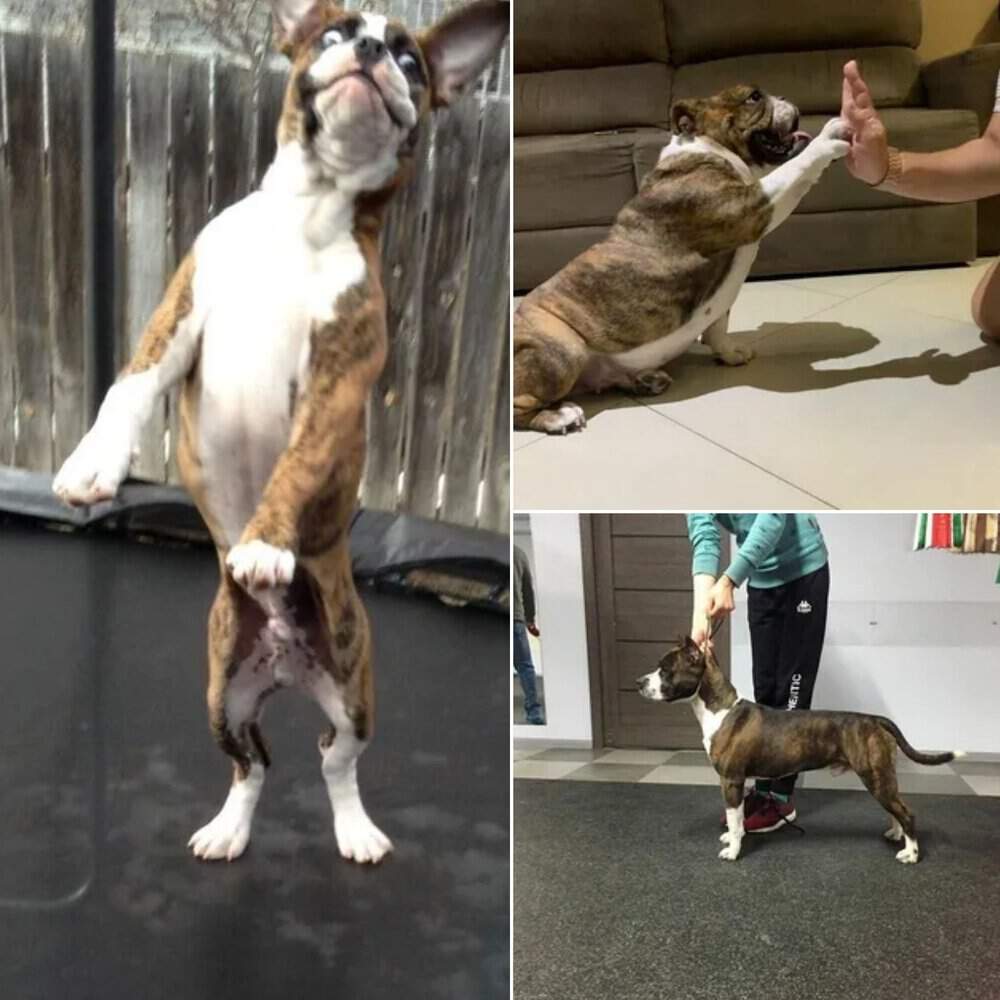 Milo’s Joyful Dance Celebrates New Home After 720 Days In Shelter