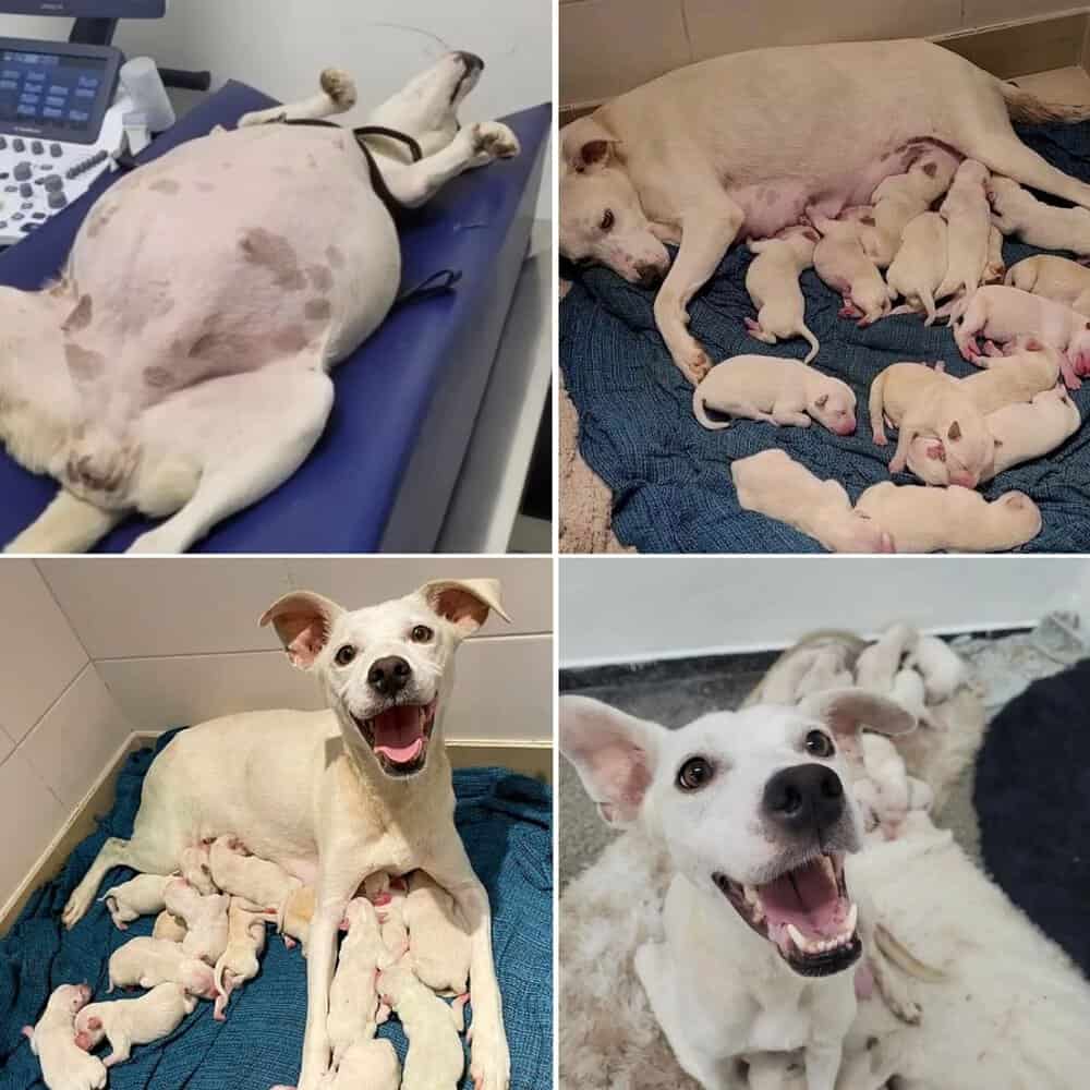Mother Dog Gives Birth To 14 Puppies After Being Abandoned At Shelter Showcasing Resilience And New Beginnings