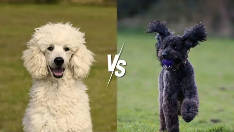 Poodle Vs. Labradoodle - Daily BB News