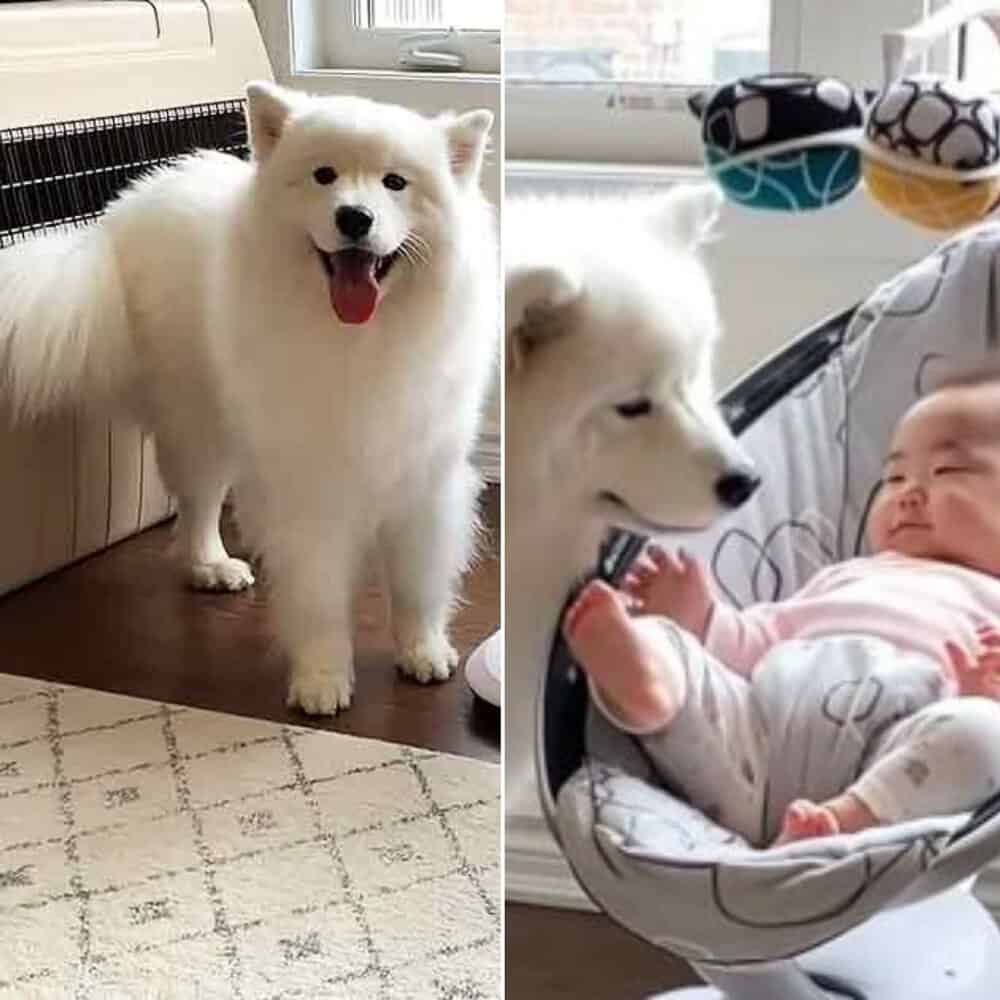 Protective Family Dog Shields Toddler From Vacuum Cleaner
