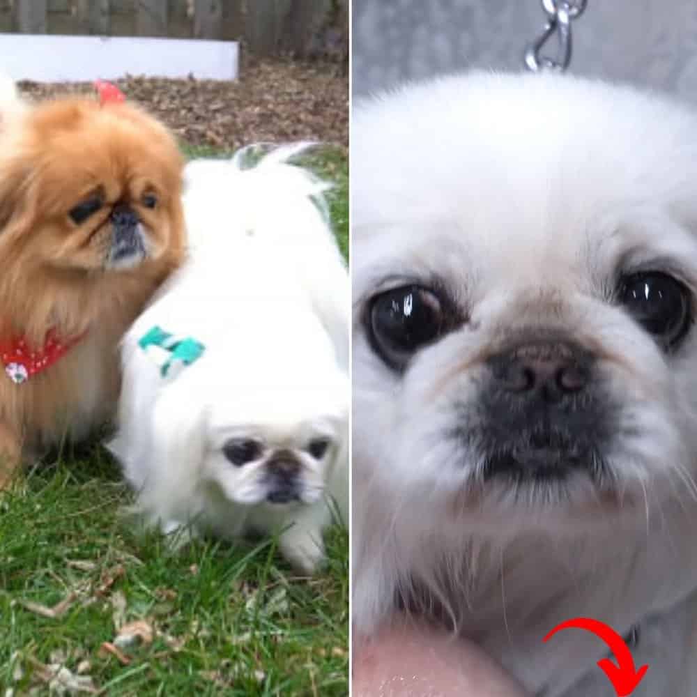 Regal And Resistant Meet Loki The Pekingese With A Royal Attitude