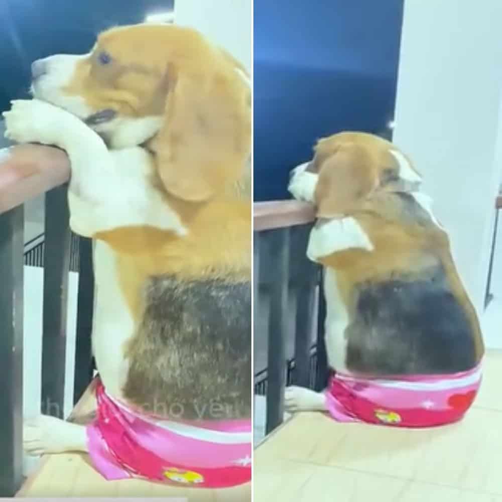 Relaxed Dog Wins Hearts With Balcony Lounging