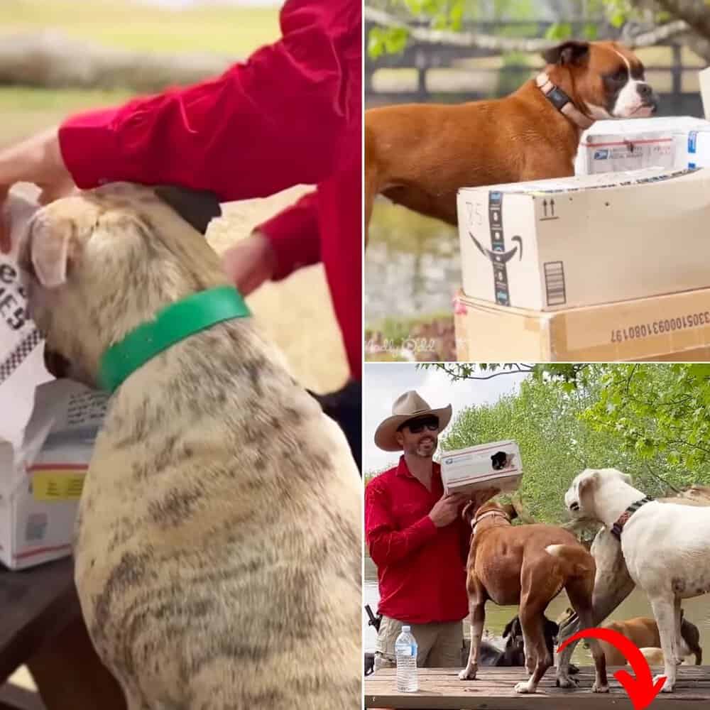 Rescue Dogs Thrilled By Gifts And Love From Global Fans