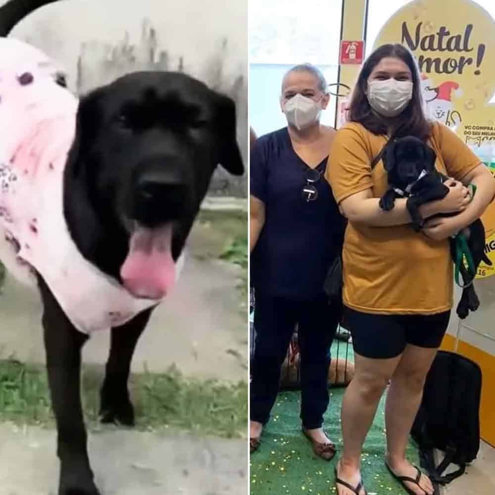 Rescued A Mother Dog And Her Puppies Find Hope