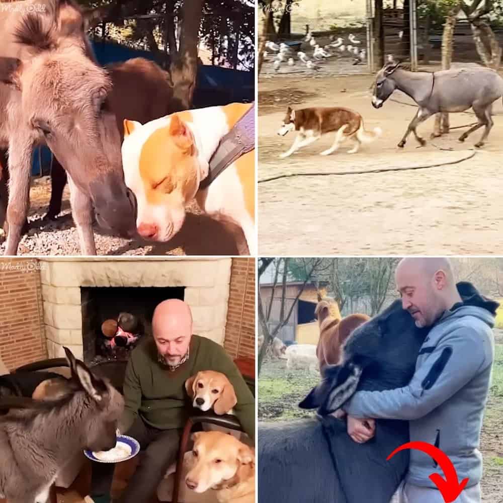 Rescued Baby Donkey Finds Unlikely Family With Dogs, Can't Stop Hugging