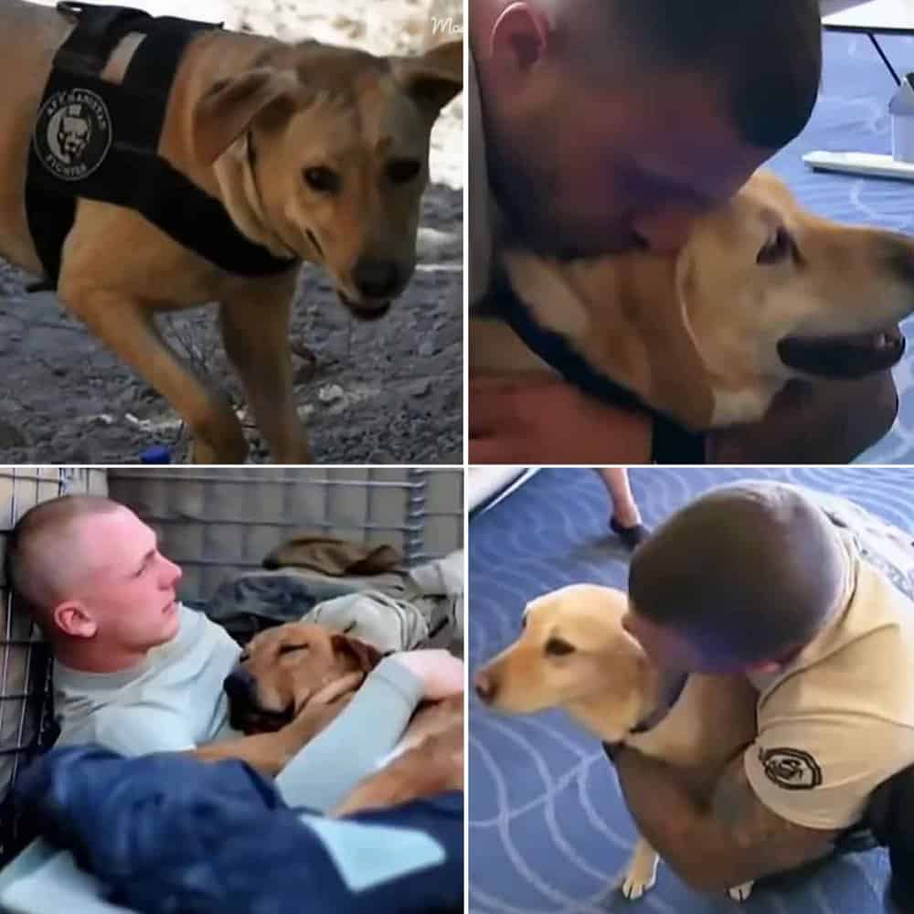 Retired Service Dog And Soldier Reunited After Two Years
