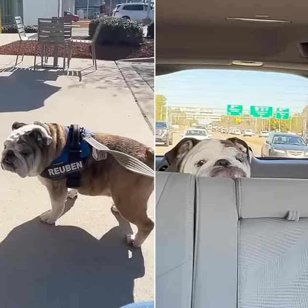 Reuben The Bulldog’s Day Off A Joyful Adventure