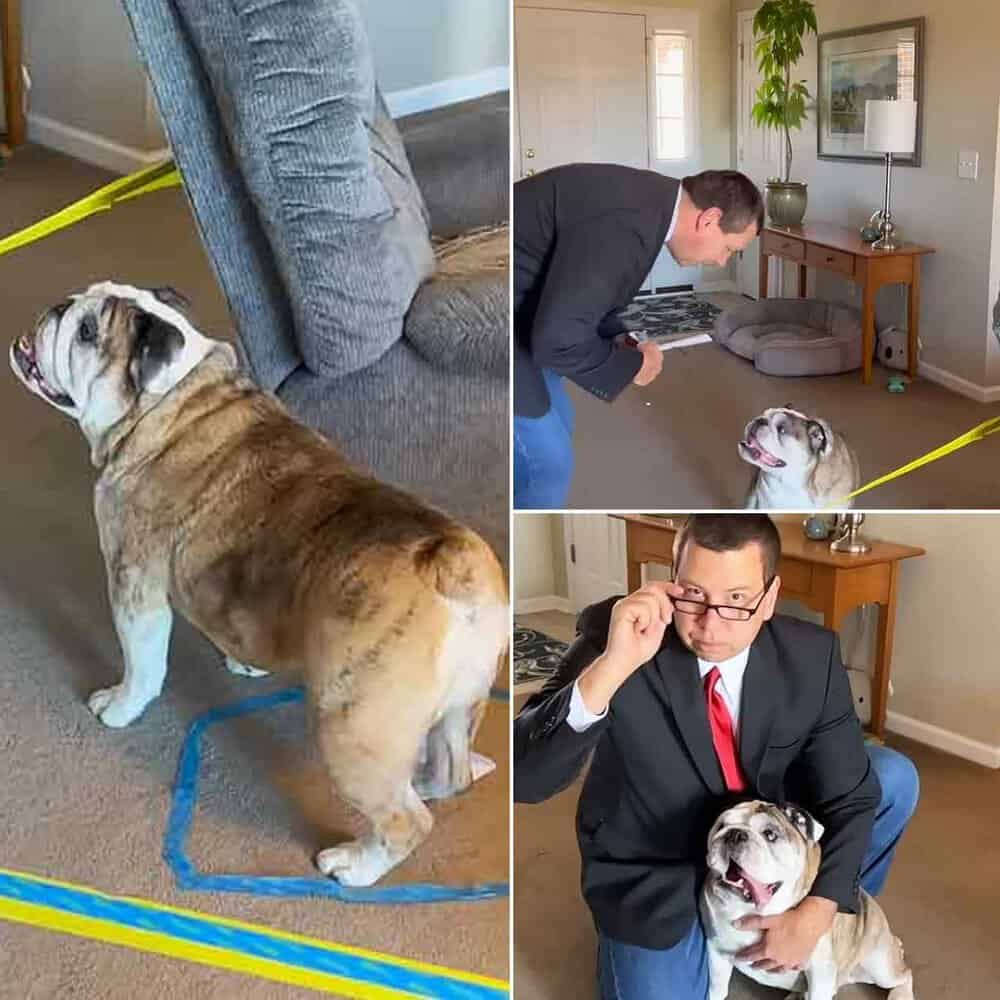 Reuben The Bulldog's Day In Court