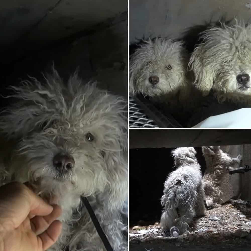 Scared Of Rescuers, Dog Protects Younger Sister With His Larger Body