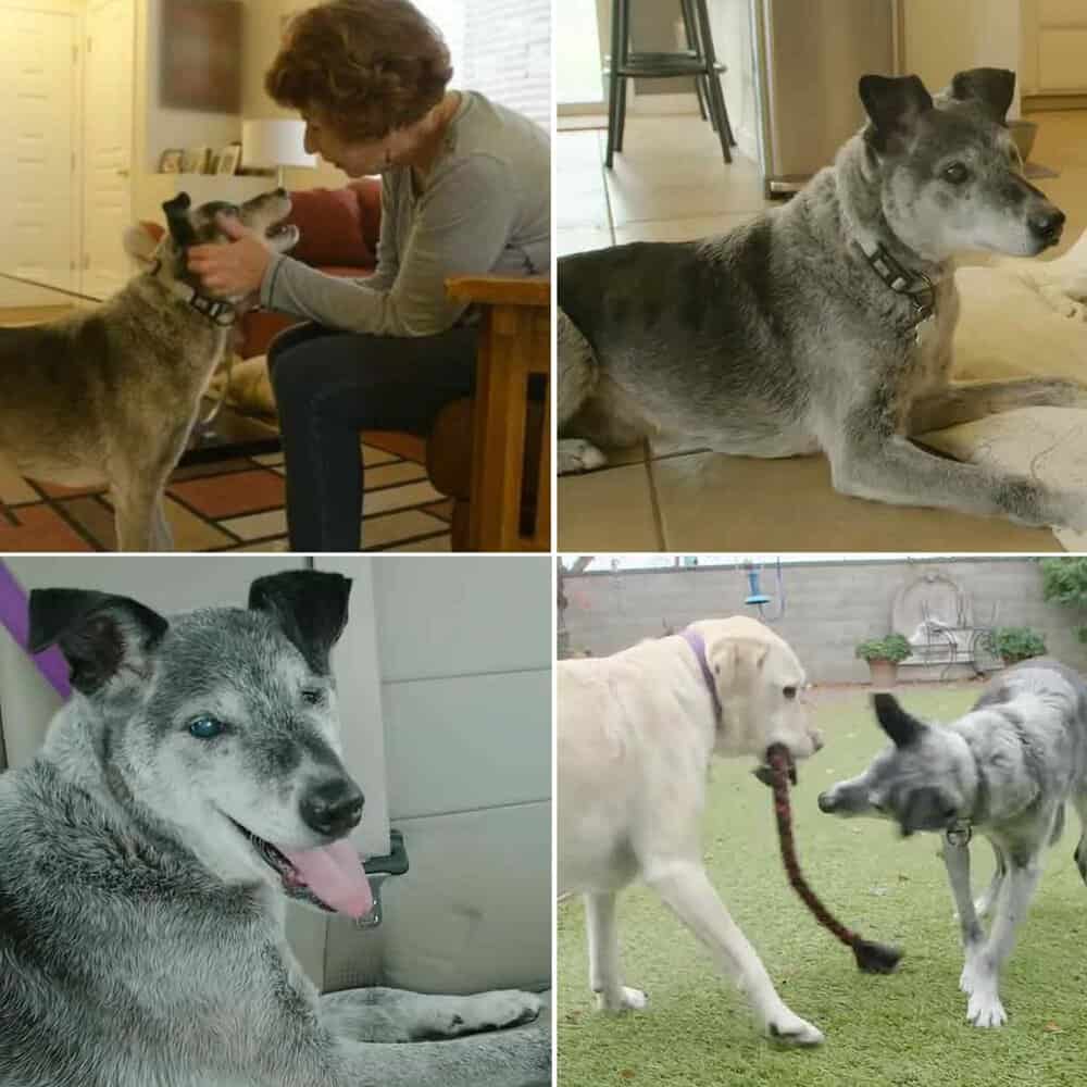 Senior Dog Finds A Loving Home After 19 Years
