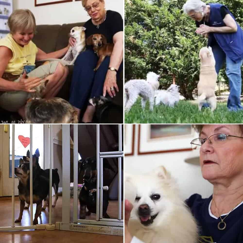Senior Dogs Find Comfort And Care In Their Golden Years At Retirement Sanctuary