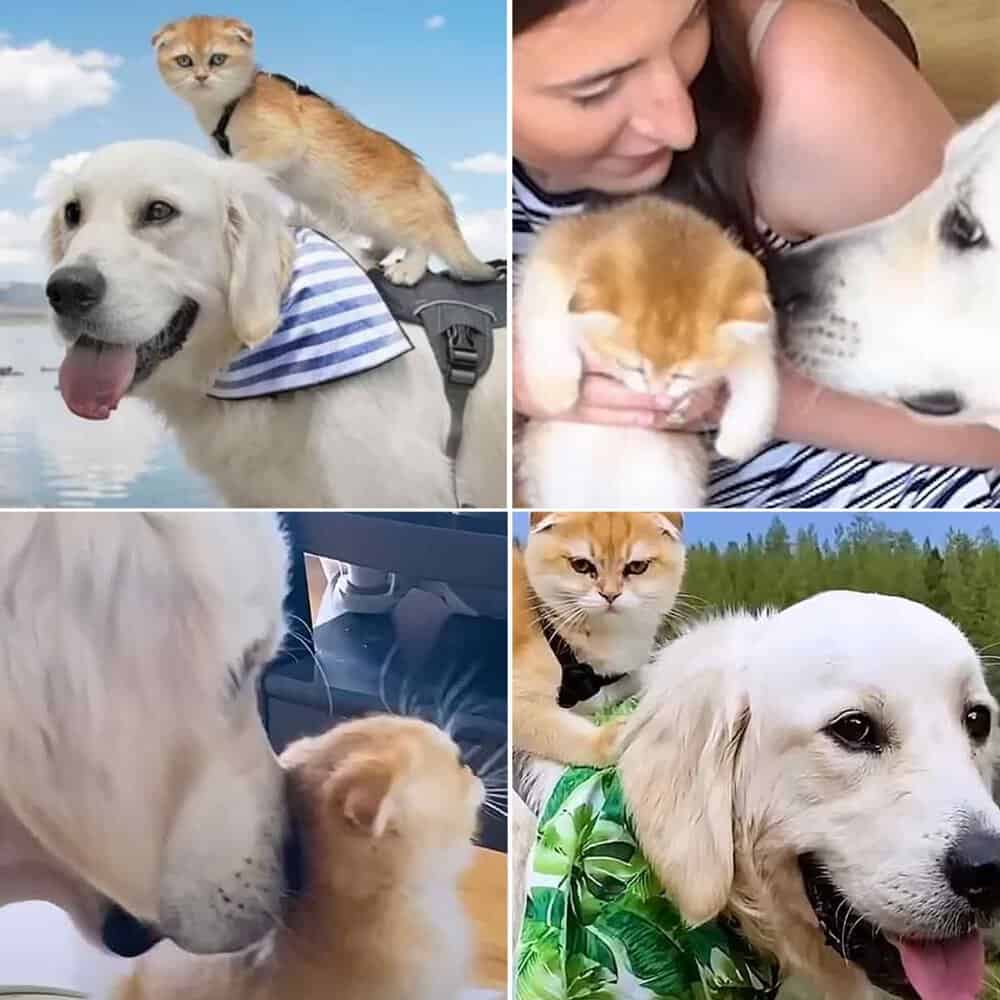 Shy Service Dog Forms Unlikely Friendship With Playful Kitten