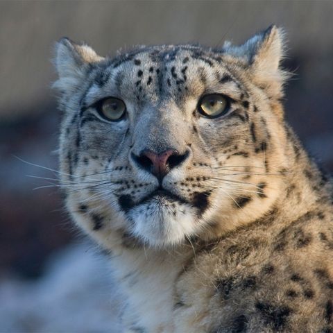 Snow Leopard