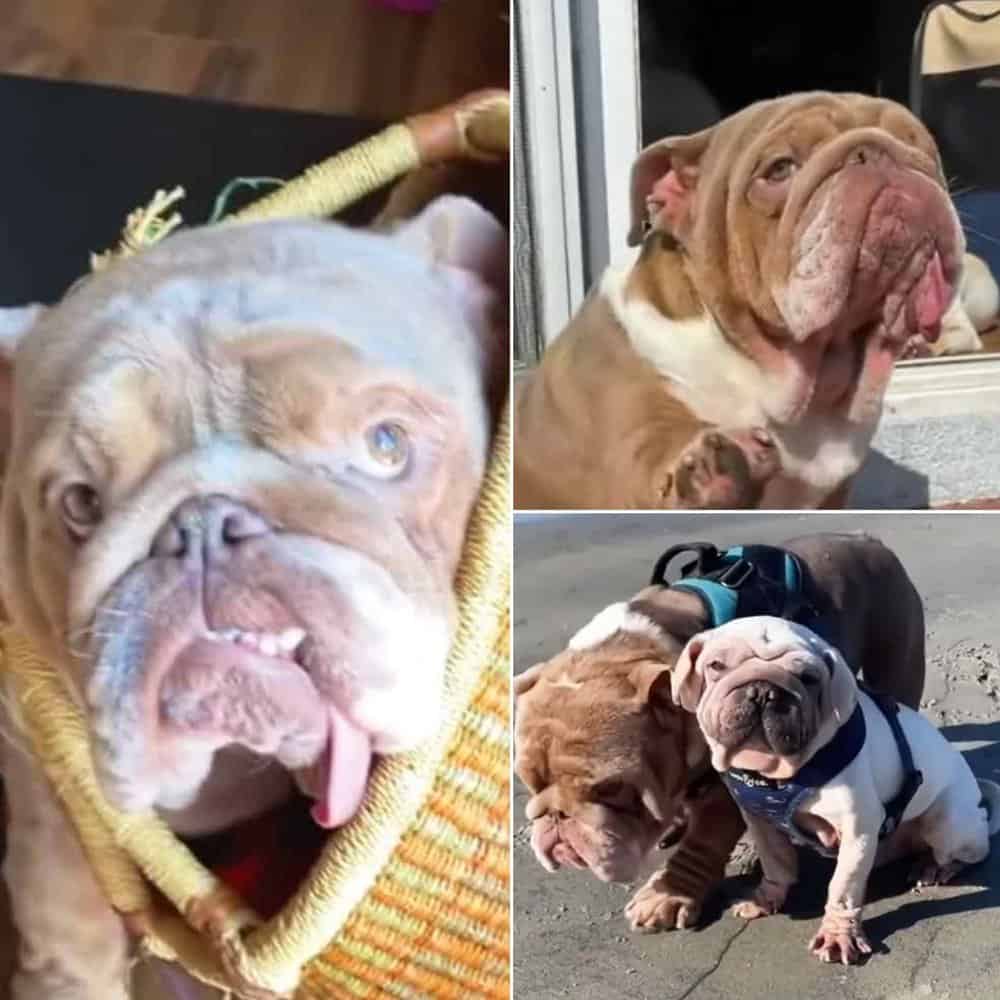 Special Needs Dog Mugshot Finds Love And Care At Road Dogs And Rescue