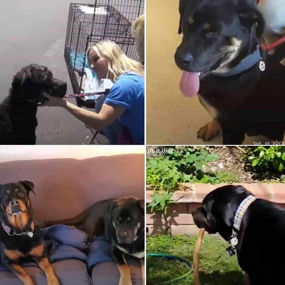 Stray Dog Rescued By Kind Women Finds A Loving Home