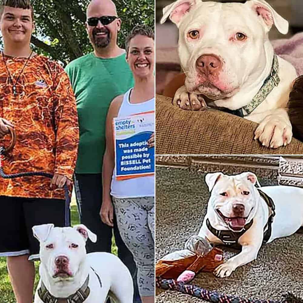 Teen With Hearing Loss Forms Special Bond With Deaf Dog I Need Him, He's My Dog