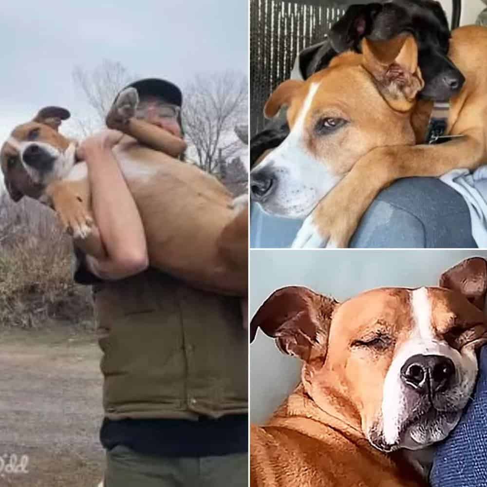 The Heartwarming Journey Of Harvey From Chains To Freedom