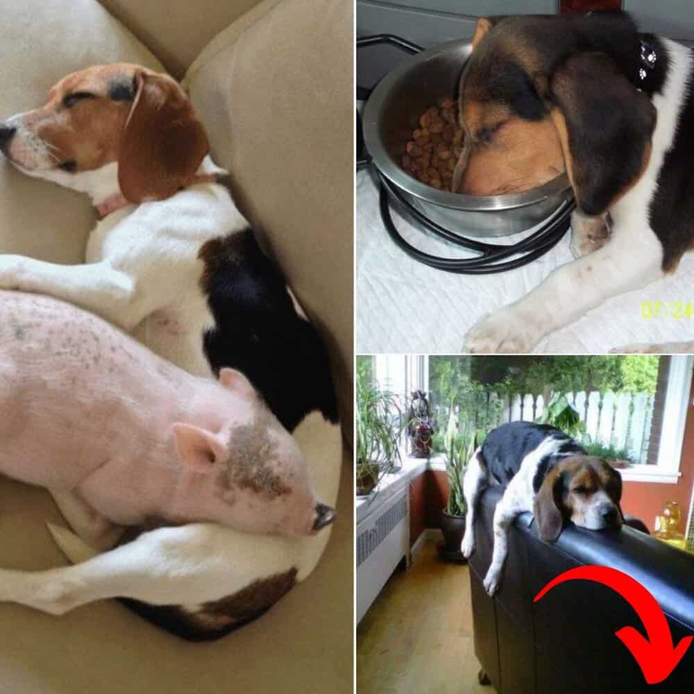 The Hilarious Sleeping Habits Of Beagles That Will Make You Smile