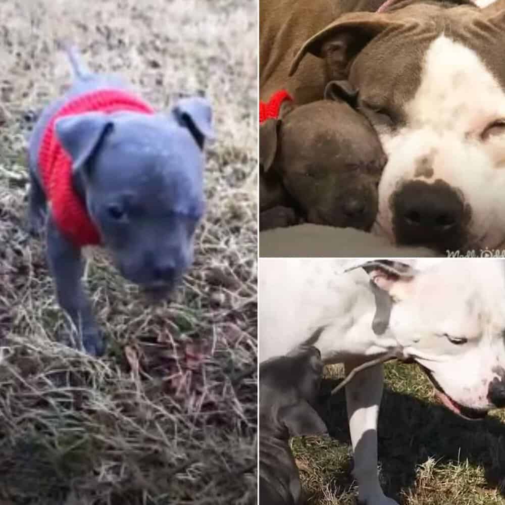 Tiny Puppy Heals Depressed Mother Dog