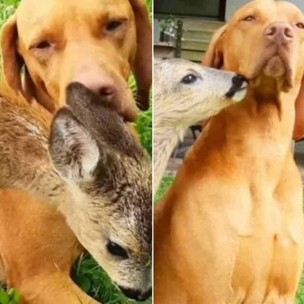 Vizsla Adopts Abandoned Fawn, Forms Unexpected Bond